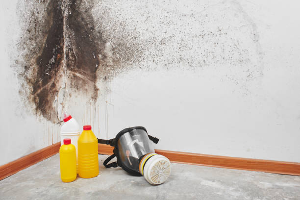 Best Black Mold Remediation in South Bloomfield, OH