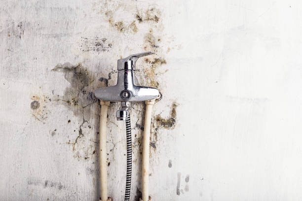 Best Commercial Mold Remediation in South Bloomfield, OH