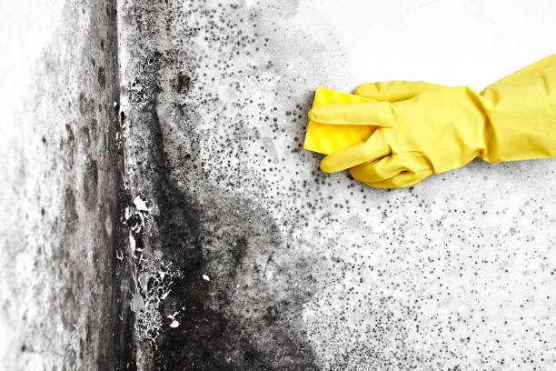 Best Bathroom Mold Remediation in South Bloomfield, OH