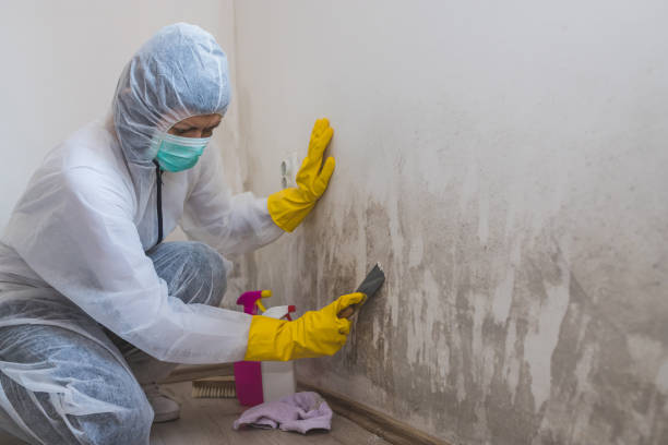 Best Industrial Mold Remediation in South Bloomfield, OH