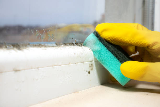 Best Industrial Mold Remediation in South Bloomfield, OH
