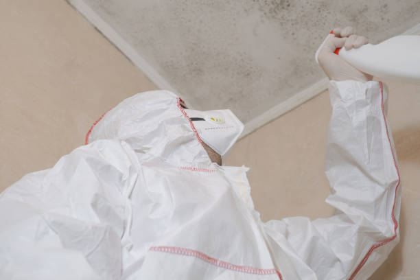 Best DIY Mold Remediation Support Services in South Bloomfield, OH