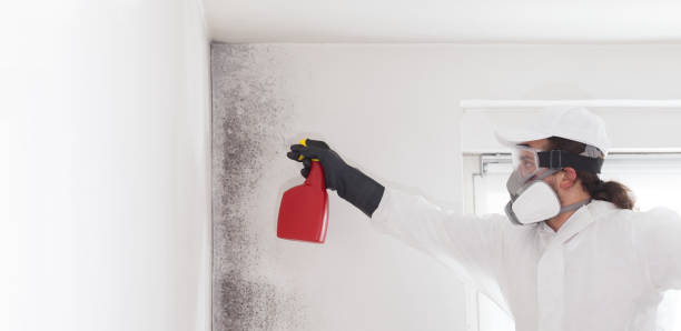 Best Mold Remediation for Schools in South Bloomfield, OH