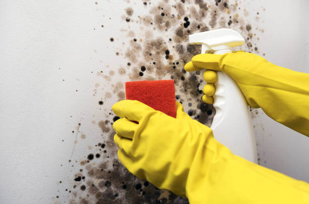 Best Emergency Mold Remediation in South Bloomfield, OH