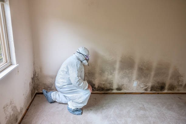  South Bloomfield, OH Mold Removal Pros