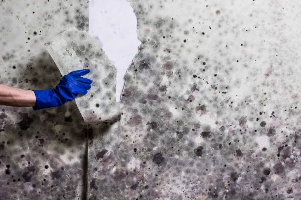Best Preventive Mold Services in South Bloomfield, OH