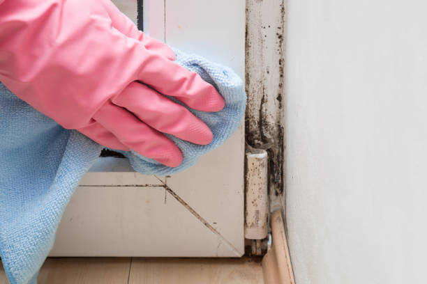 Best Localized Mold Remediation (e.g., coastal areas, humid climates) in South Bloomfield, OH